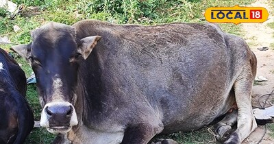 गायों में पोषण की कमी से बढ़ रहीं 5 गंभीर बीमारियां: लक्षण और बचाव जानें.