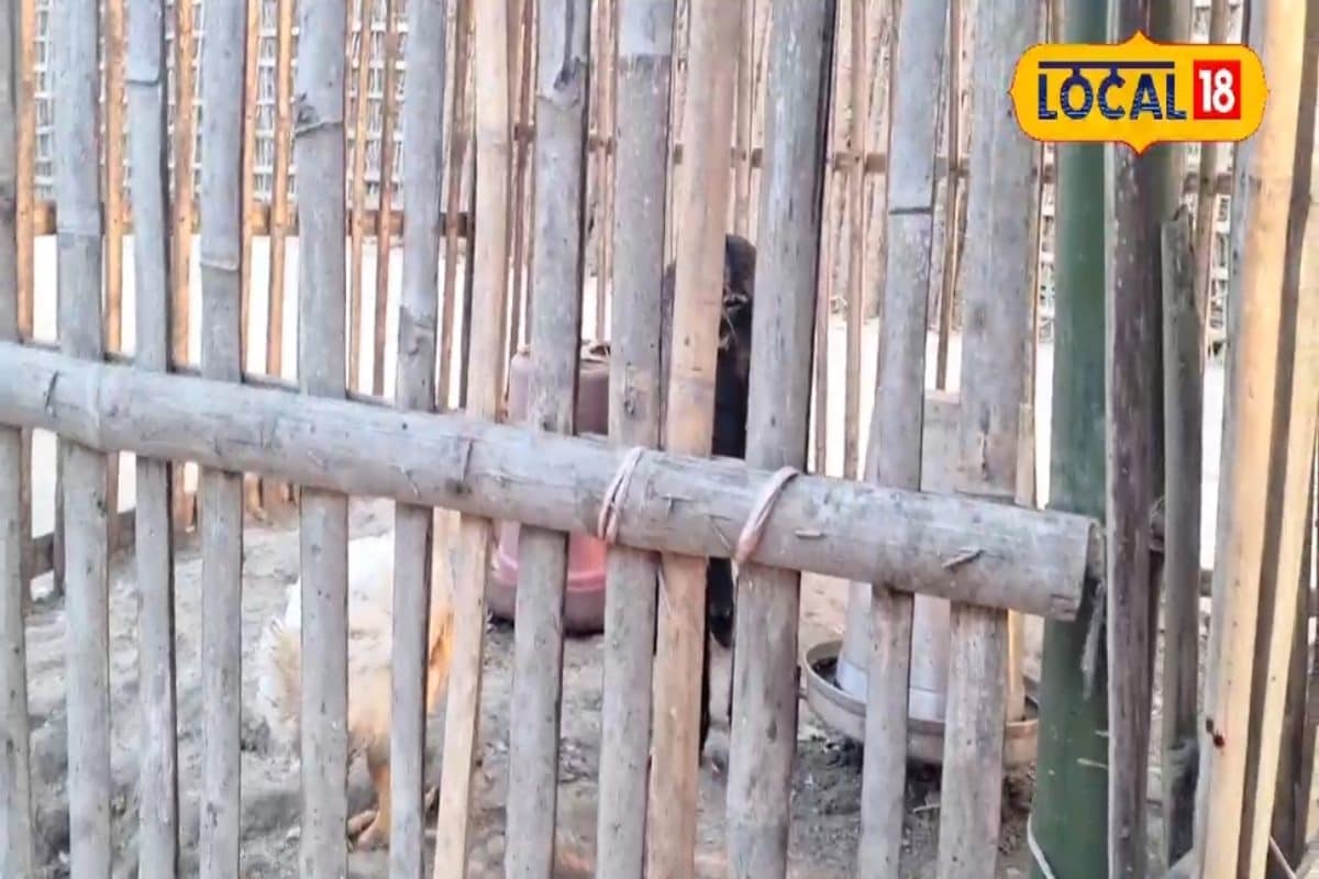 बचपन का शौक बन गया कमाई का जरिया.. ₹25 का खर्च और रोजाना ₹250 का मुनाफा, कमाल है यह बिजनेस