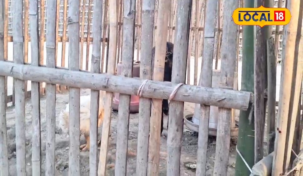 बचपन में जिससे खेलता था, बडे़ होकर वही बन गया छप्परफाड़ कमाई वाला बिजनेस, युवक ने बताया तरीका