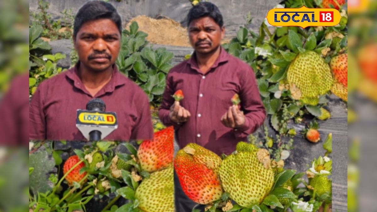 धान छोड़ स्ट्रॉबेरी की खेती, सरगुजा का किसान कमा रहा लाखों! देखें बंपर कमाई मॉडल