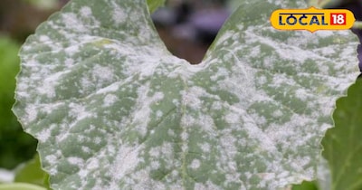 फंगस को चुटकियों में कर सकते हैं दूर