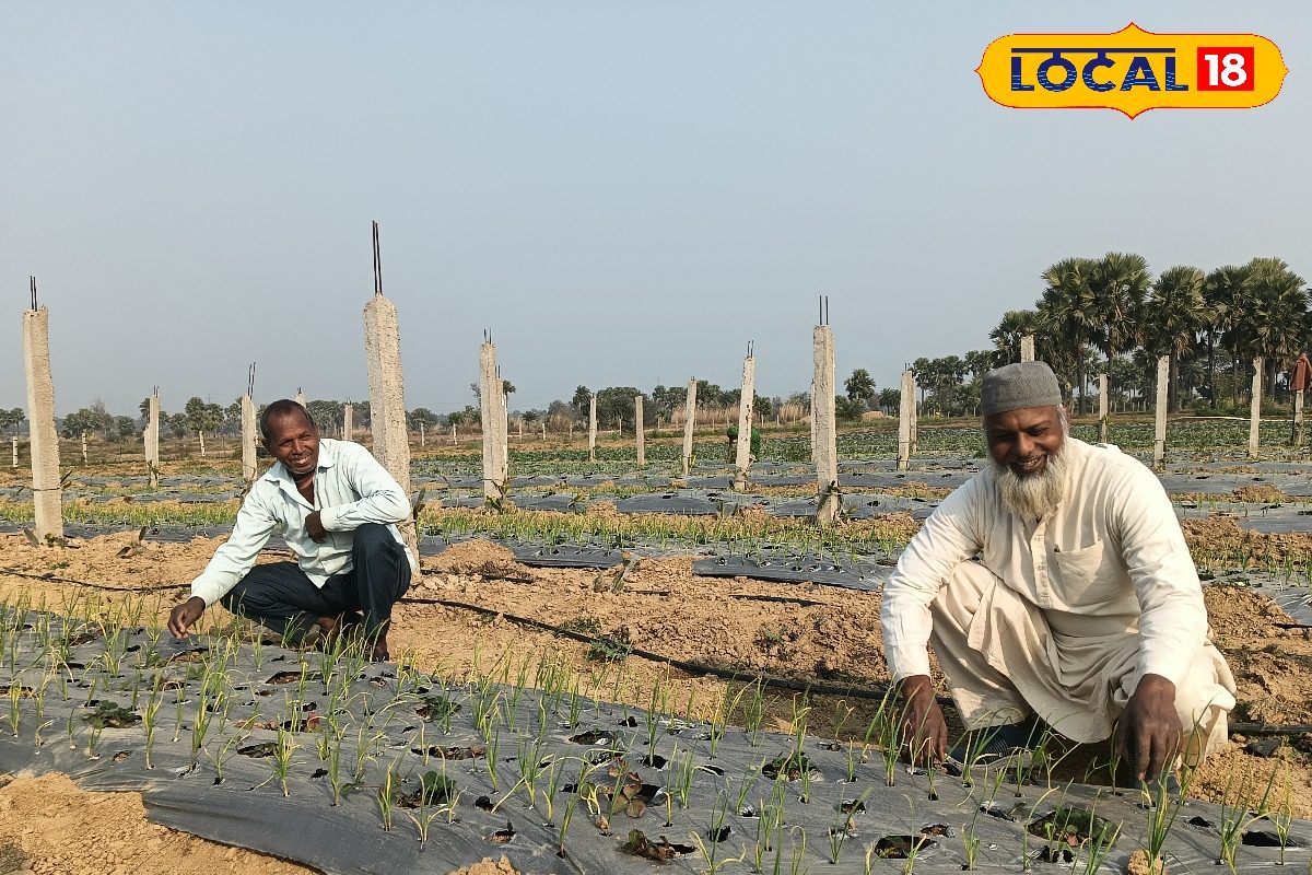 ड्रैगन फ्रूट के बीच लहसुन की खेती, गया के किसानों का फार्मूला बना दोगुने मुनाफे की मिसाल
