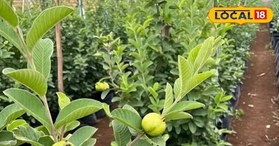 Guava leaves are a treasure trove of medicines. Consume them daily in winter to