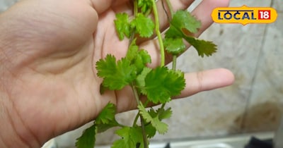 अब धनिया नहीं होगा बर्बाद, अपनाएं कागज़ वाला आसान किचन हैक