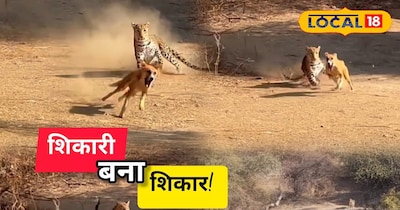 Jawai Leopard Video