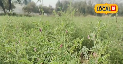 चने की खेती