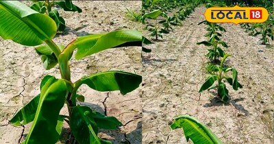 केले की खेती 