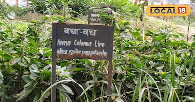 वाच (वच) पौधा