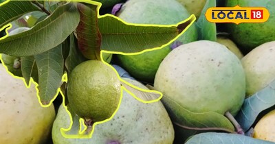 वैर भुसावर का प्रसिद्ध अमरूद 