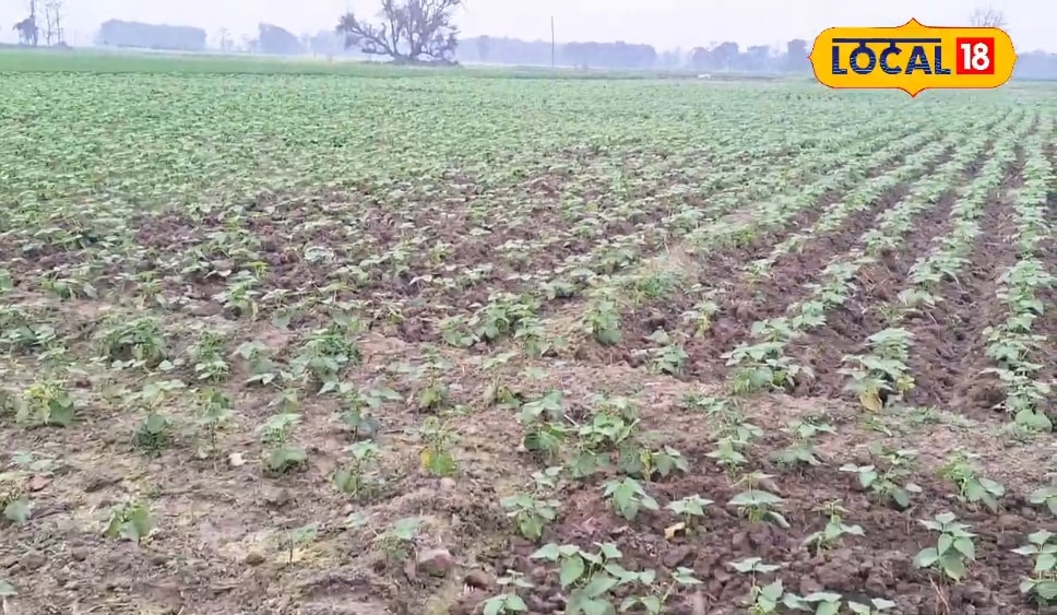 कई नौकरी वालों को टक्कर दे रहा है अररिया का ये किसान, इस खेती से सिर्फ 90 दिन बनाए 2 लाख रुपये