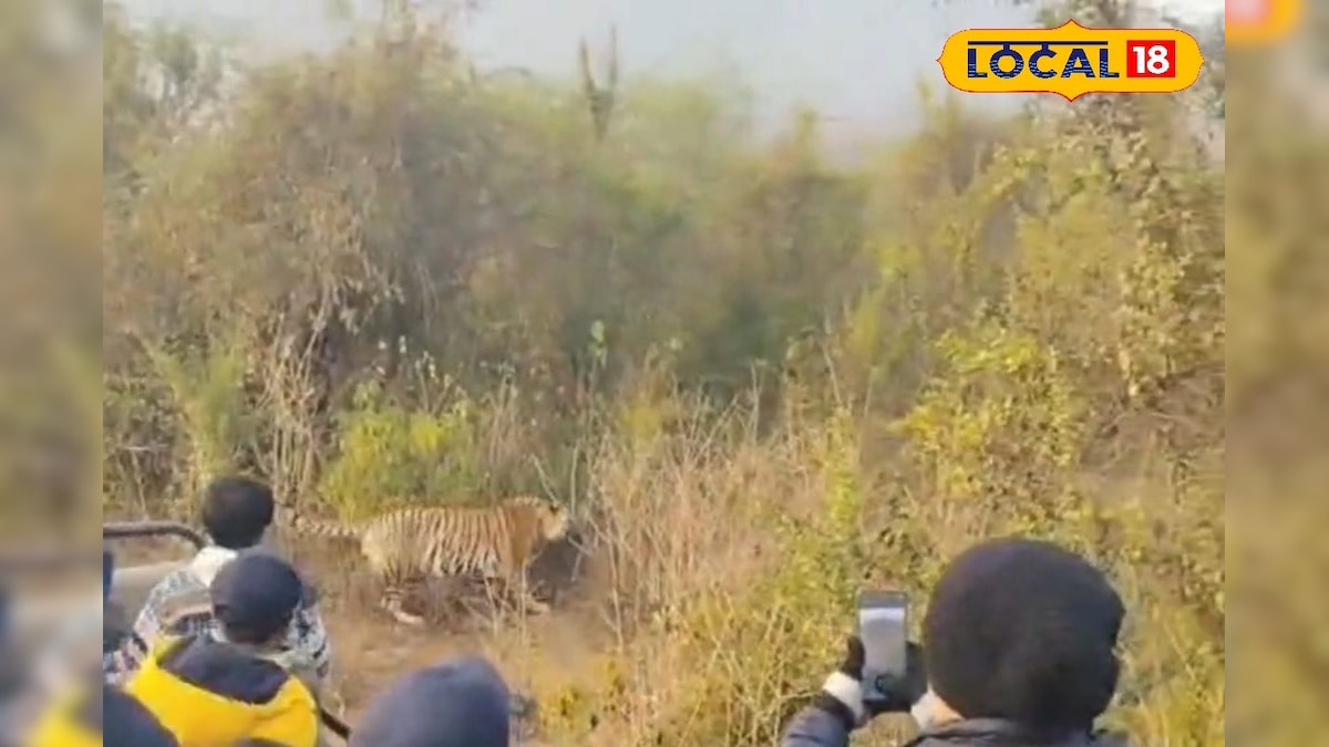 कैमरे में कैद हुआ टाइगर ST-21 युवराज! एक झलक पाने को उमड़े पर्यटक, सरिस्का बना हॉट फेवरेट