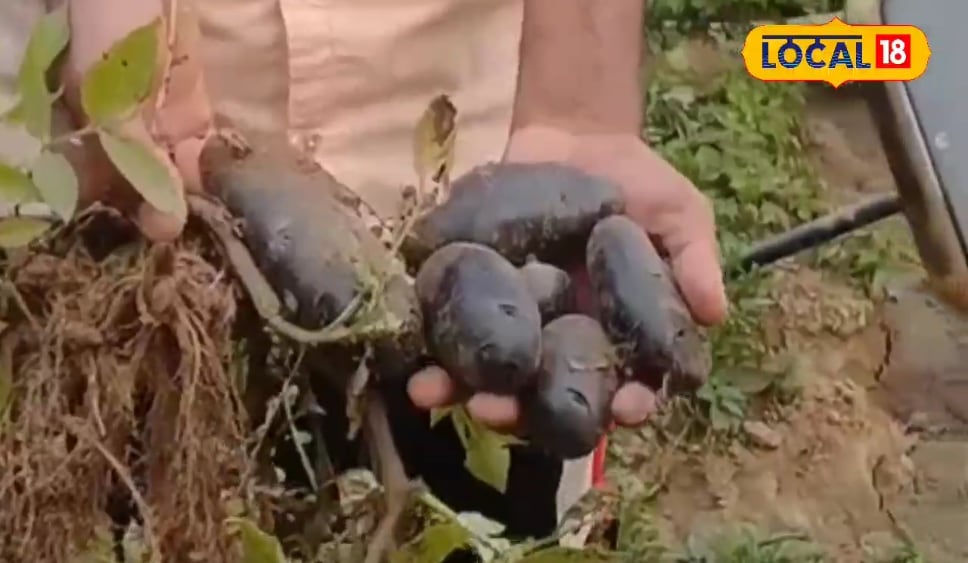यूट्यूब से सीखा! बिहार के किसान ने उगाया स्काटलैंड का ₹300KG वाला काला आलू, शुगर-कैंसर की बीमारियों के लिए है रामबाण!