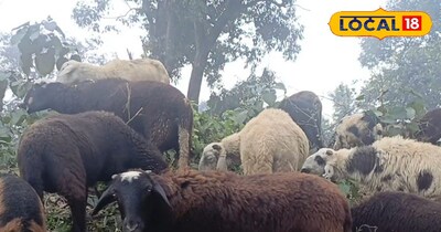 10 हजार किलो बिकता है इस पशु का घी, सिर्फ जंगल की घास खाकर पलती हैं ये खास नस्ल