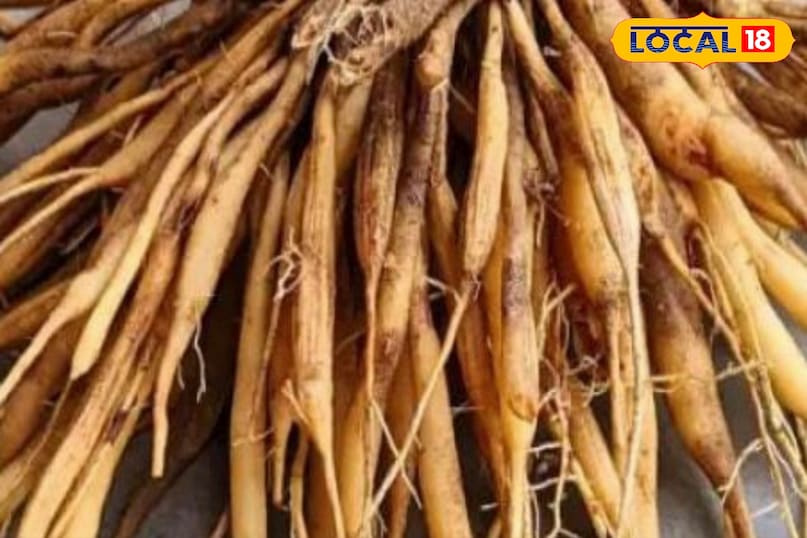 Moradabad news,hindi news,up news,local news, मुरादाबाद समाचार, हिंदी समाचार, यूपी समाचार, लोकल समाचार।