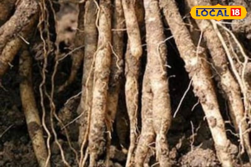 Moradabad news,hindi news,up news,local news, मुरादाबाद समाचार, हिंदी समाचार, यूपी समाचार, लोकल समाचार।