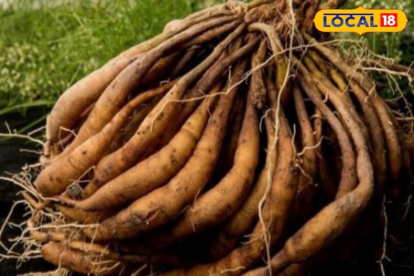 Moradabad news,hindi news,up news,local news, मुरादाबाद समाचार, हिंदी समाचार, यूपी समाचार, लोकल समाचार।