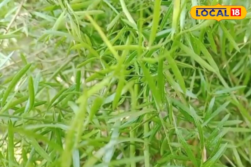 Moradabad news,hindi news,up news,local news, मुरादाबाद समाचार, हिंदी समाचार, यूपी समाचार, लोकल समाचार।