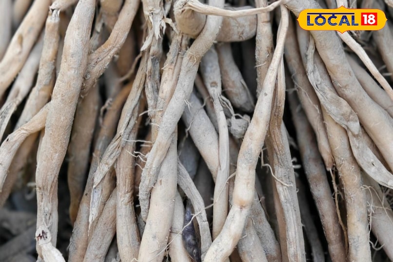 Moradabad news,hindi news,up news,local news, मुरादाबाद समाचार, हिंदी समाचार, यूपी समाचार, लोकल समाचार।