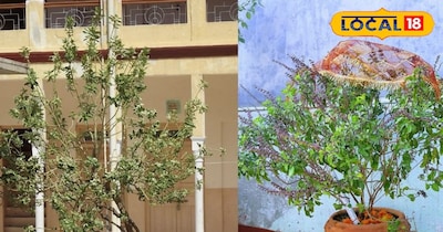 सर्दियों में मुरझा जाता है तुलसी का पौधा,कुछ घरेलू टिप्स अपनाकर कर सकते है सही