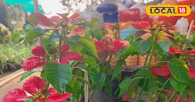 इन पौधों के साथ गार्डनिंग करना घर में एक अच्छी वातावरण की पहचान है.