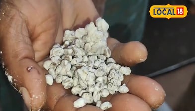 महरूम के बीज