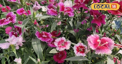 पैंसी का फूल 