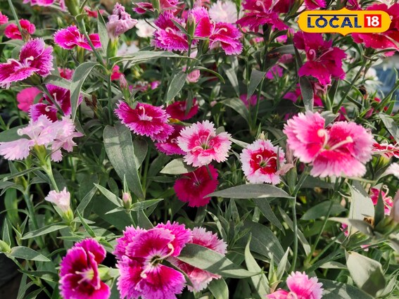 हरा-भरा गार्डन चाहिए? फरवरी में इन फूलों को जरूर लगाएं, जानिए टिप्स