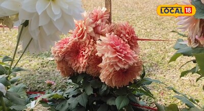 हॉलैंड की ट्यूलिप फूल को देखकर लोगों को याद आई अमिताभ रेखा के गाने, किचन गार्डन