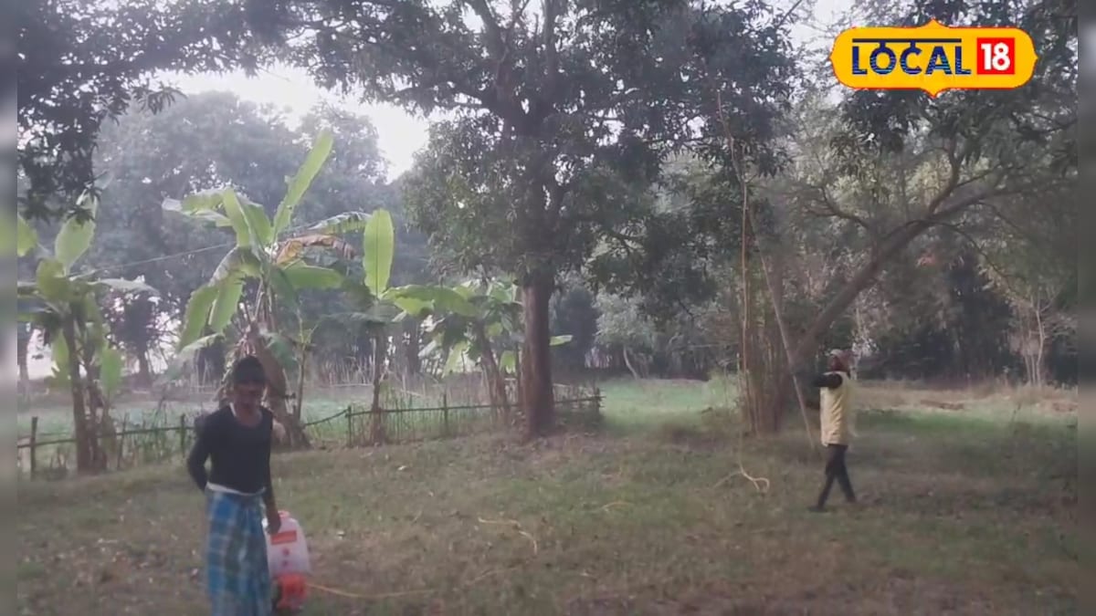 फरवरी से करें आम के बाग की तैयारी, जानें आम किसानों के लिए अहम सलाह