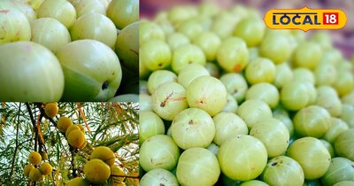 भरतपुर में आंवले की खेती और मुनाफा