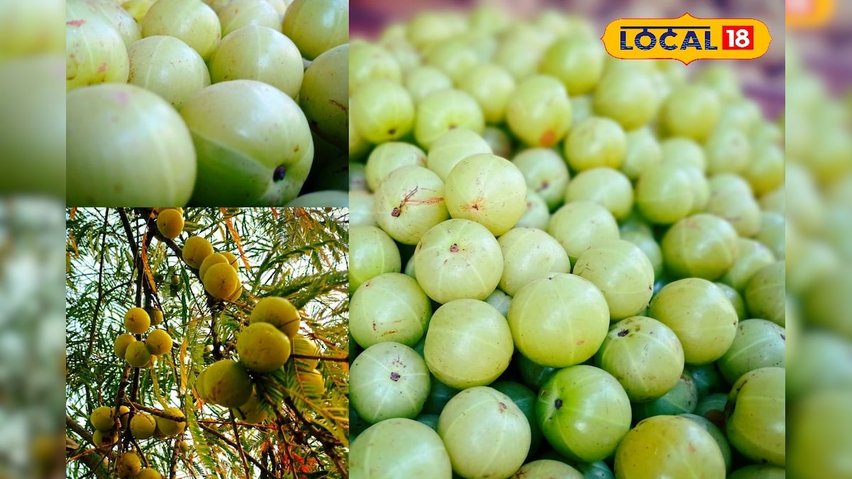 खेती में क्रांति! भरतपुर का आंवला बना किसानों की किस्मत का सितारा, कम लागत में जबरदस्त मुनाफा