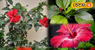 प्लांट्स