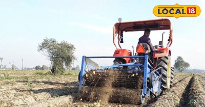 आलू की खुदाई 