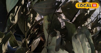 तेजपत्ता 