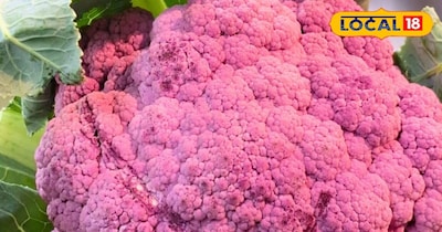 रिलायंस बाजार में छाई पर्पल गोभी, सेहत और खेती दोनों में फायदे 