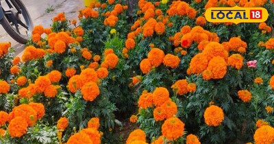 किसान करे गेंदा फूल की खेती