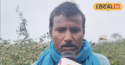 बेर की खेती.