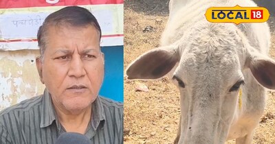 गर्मी की दस्तक के साथ पशुओं पर बढ़ा हीट स्ट्रोक का खतरा