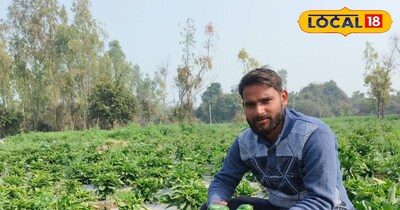 शिमला मिर्च के खेत में किसान नवीन मौर्य 