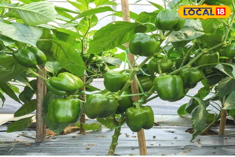 सर्दियों मे बुवाई गर्मियों मे बम्फर कमाई करें इन सब्जियों की खेती