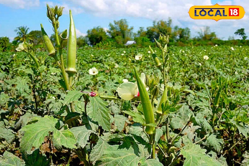 सर्दियों मे बुवाई गर्मियों मे बम्फर कमाई करें इन सब्जियों की खेती