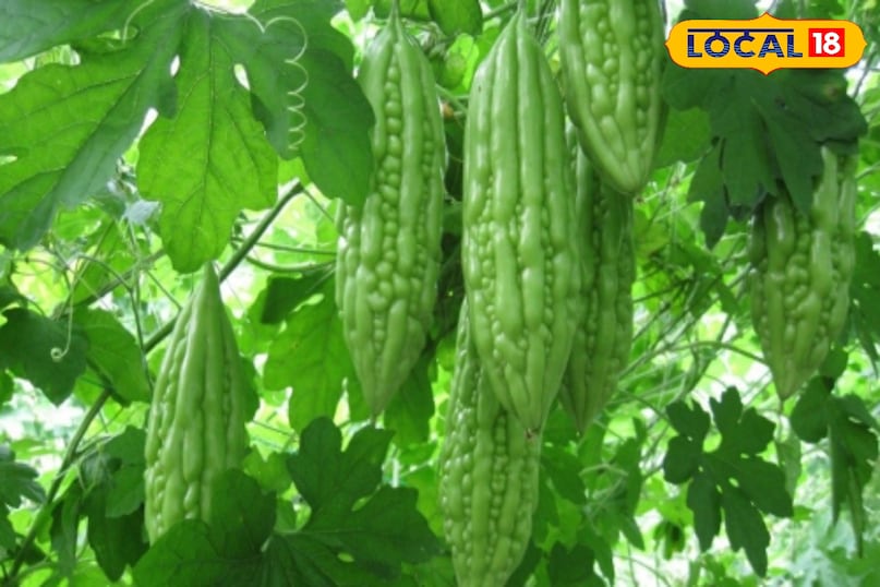 सर्दियों मे बुवाई गर्मियों मे बम्फर कमाई करें इन सब्जियों की खेती