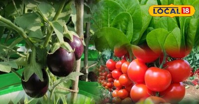 किचन गार्डन 