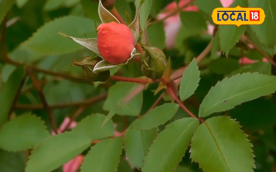 केले के छिलके और चायपत्ती से चमत्कार, गुलाब के पौधे में इस ट्रिक से करें इस्तेमाल, फूलों से लद जाएगा पौधा