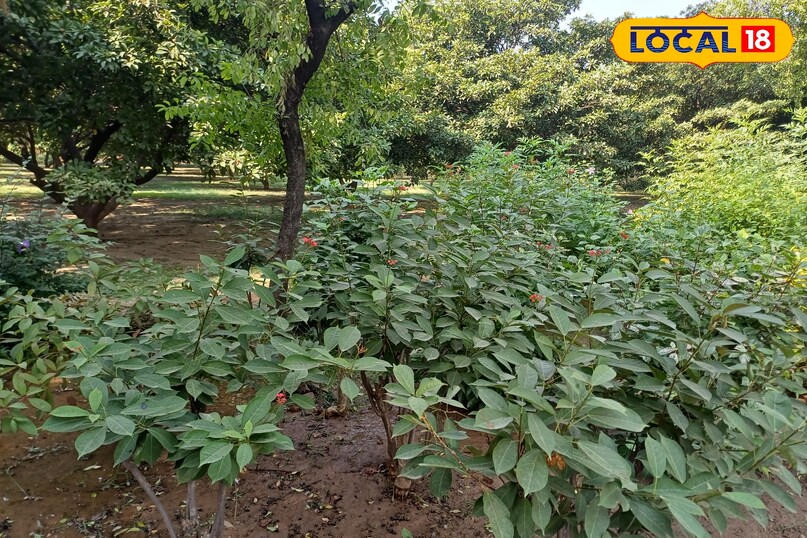 news 18 