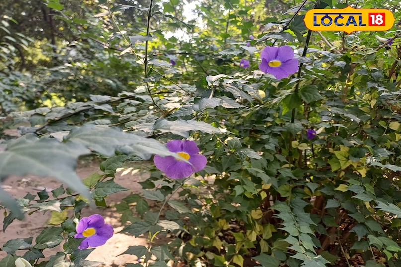 news 18 