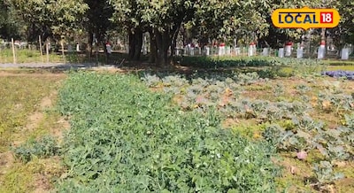 चलिए आज आपको सैर कराते हैं साधारण नहीं बल्कि महामहिम राज्यपाल के किचन गार्डन की,