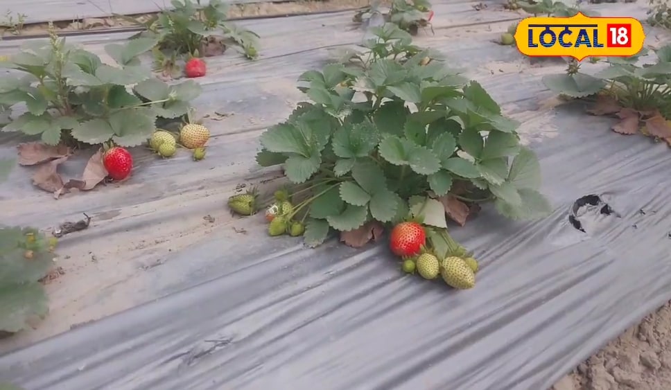 लाल-लाल, रसीली होगी एक-एक स्ट्रॉबेरी, फल आने में नहीं होगी देरी...आलोक कुमार के ये टिप्स, फसल में फूंक देंगे प्राण!