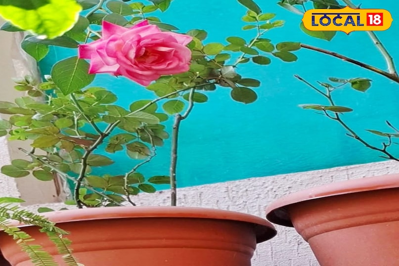 घरेलू खाद