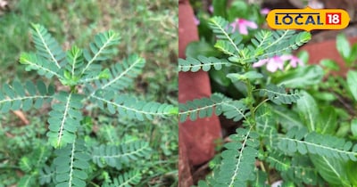 भूमि आंवला आसानी से मिल जाता है.